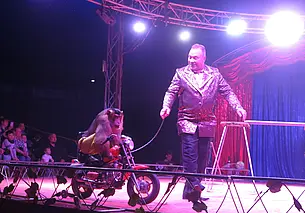 «В Джунгли не хотите ли?». Делимся впечатлениями от обезьяньего шоу  цирка-шапито Sirius в Могилеве