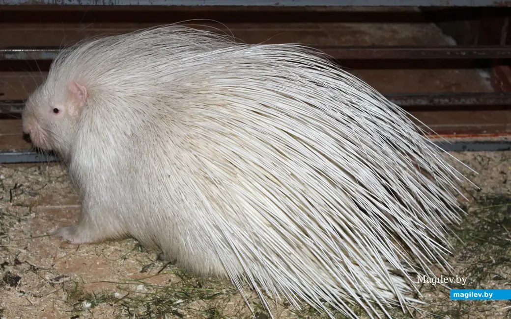 18 мая 2024 года. Могилев. «Зверополис» с ручными экзотическими животными, рептилиями и птицами.