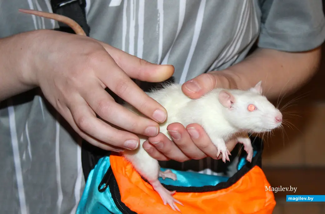 18 мая 2024 года. Могилев. «Зверополис» с ручными экзотическими животными, рептилиями и птицами.