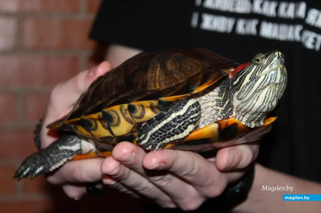 18 мая 2024 года. Могилев. «Зверополис» с ручными экзотическими животными, рептилиями и птицами.