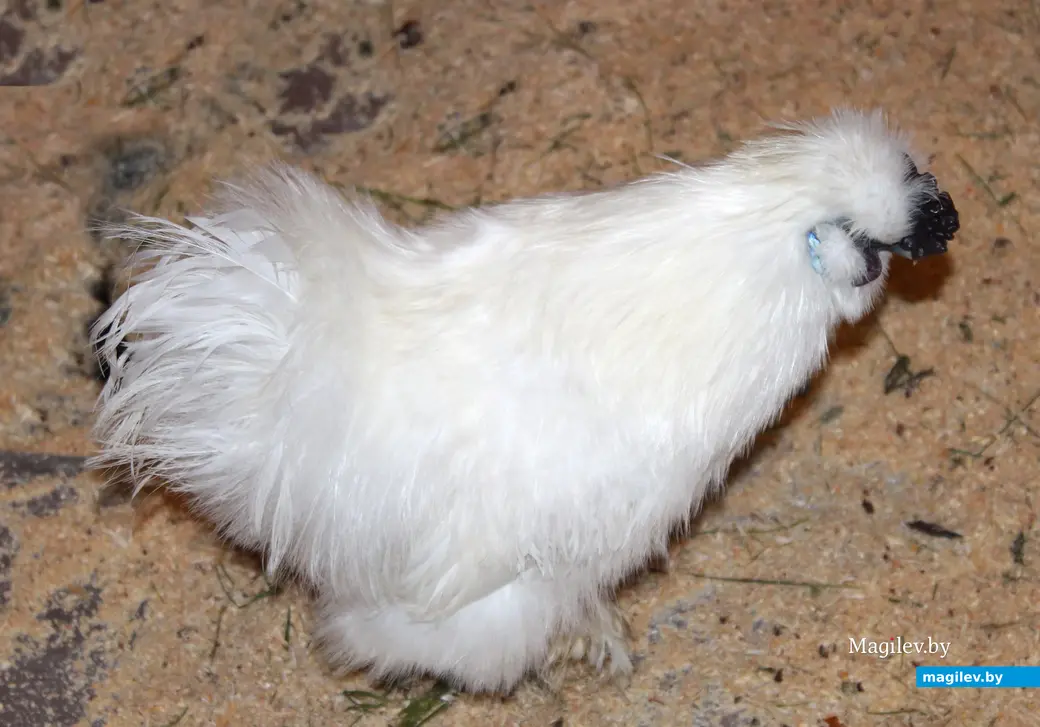 18 мая 2024 года. Могилев. «Зверополис» с ручными экзотическими животными, рептилиями и птицами.