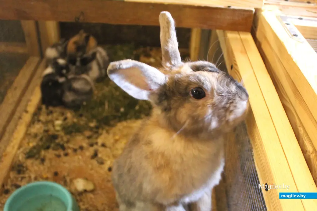 18 мая 2024 года. Могилев. «Зверополис» с ручными экзотическими животными, рептилиями и птицами.