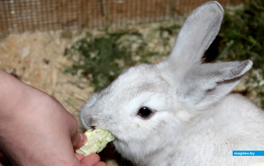 18 мая 2024 года. Могилев. «Зверополис» с ручными экзотическими животными, рептилиями и птицами.