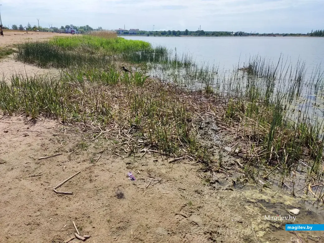 22.05.2024 г. Могилев, Гребеневское водохранилище (Святое озеро)