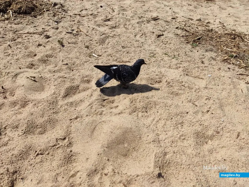 22.05.2024 г. Могилев, Гребеневское водохранилище (Святое озеро)