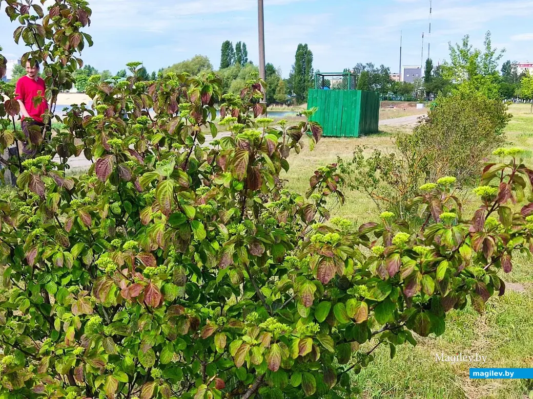 22.05.2024 г. Могилев, Гребеневское водохранилище (Святое озеро)