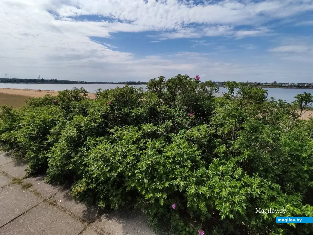 22.05.2024 г. Могилев, Гребеневское водохранилище (Святое озеро)