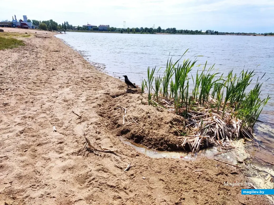 22.05.2024 г. Могилев, Гребеневское водохранилище (Святое озеро)