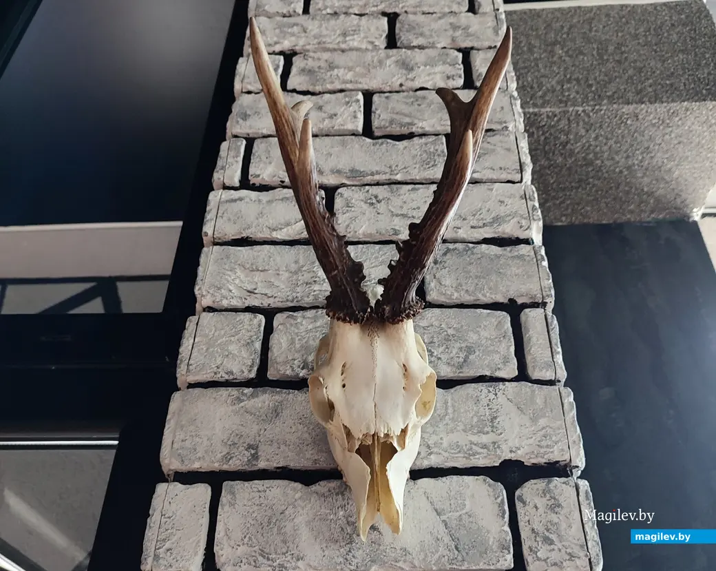 Без выпечки, но с черепами. В Заднепровье открылось новое кафе. 23 мая 2024 года.