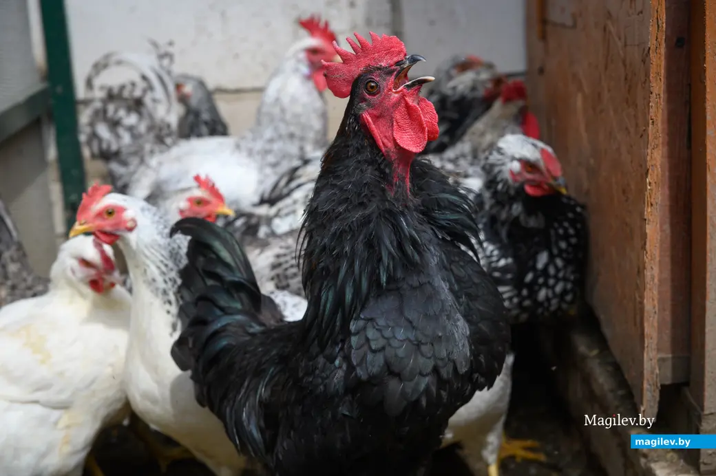 21.05.2024. Бобруйск. На приусадебном участке Любови Владимировны Макаренко.