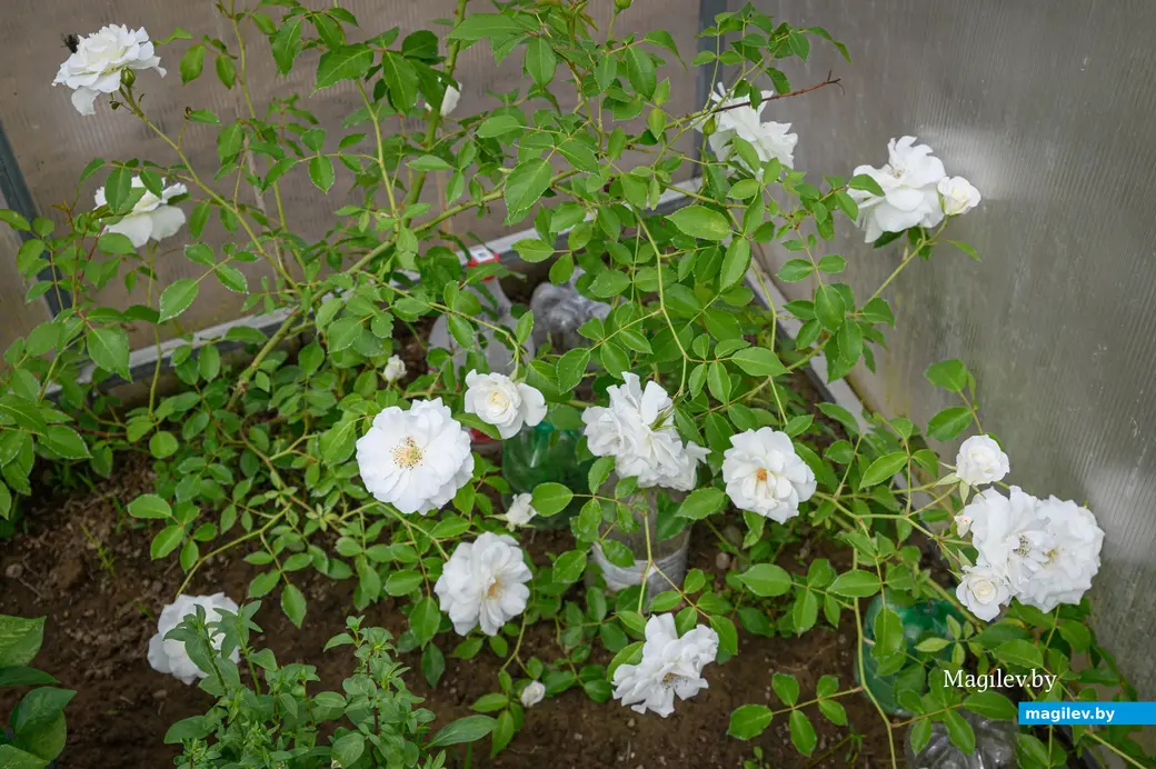 21.05.2024. Бобруйск. На приусадебном участке Любови Владимировны Макаренко.