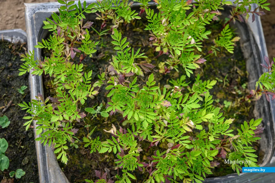 21.05.2024. Бобруйск. На приусадебном участке Любови Владимировны Макаренко.