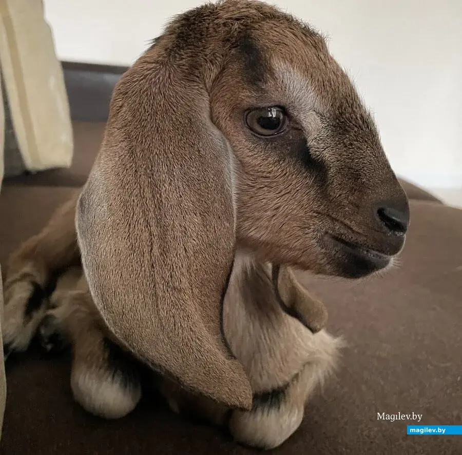Бобруйск. Питомица Валерии Костян - Доня Роза.