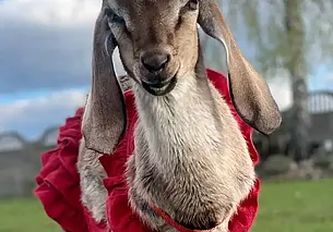 «Она стала настоящим членом семьи». Почему бобруйчанка гуляла по городу с козой в штанишках?