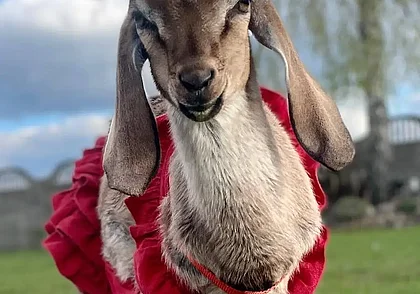 «Она стала настоящим членом семьи». Почему бобруйчанка гуляла по городу с козой в штанишках?