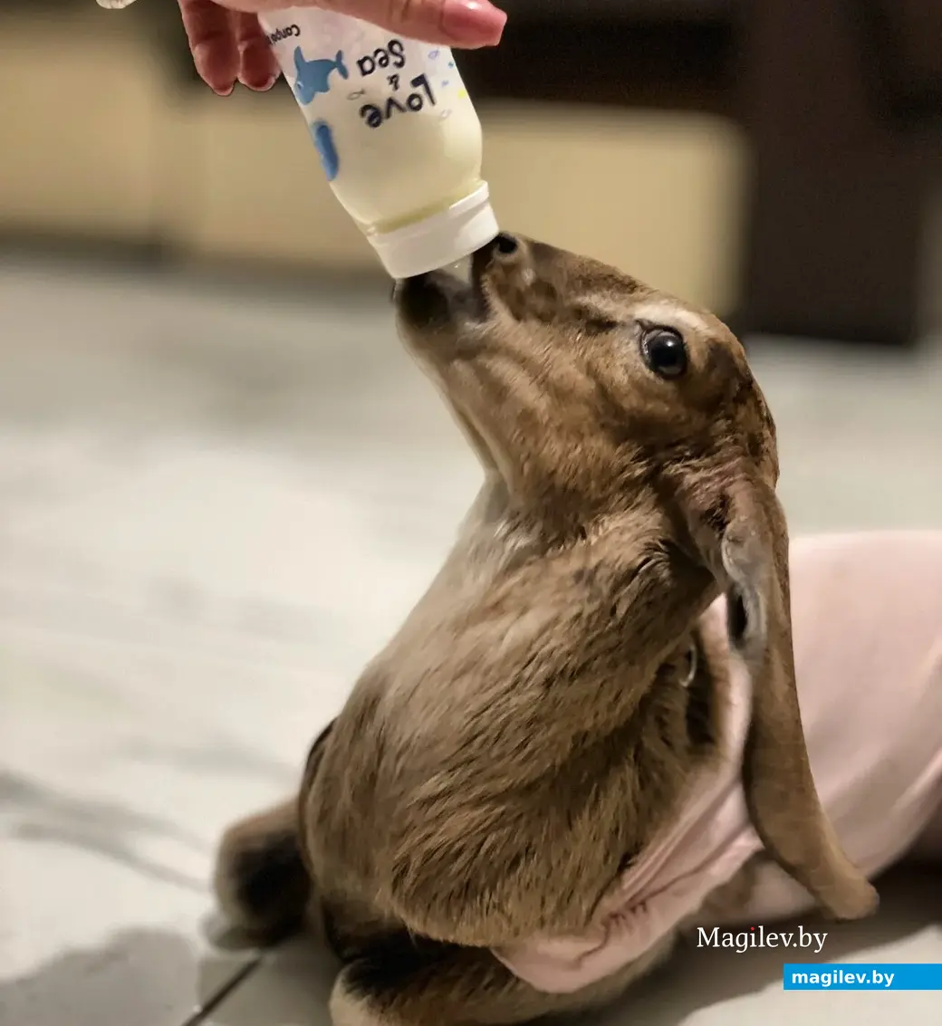 Бобруйск. Питомица Валерии Костян - Доня Роза.