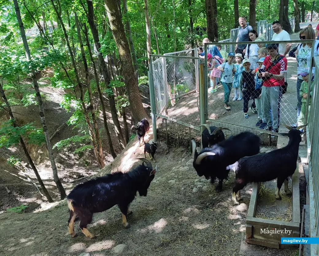 Есть и наблюдать за муфлонами. Позавтракали в мини-кафе «Избушка». Май 2024 года.