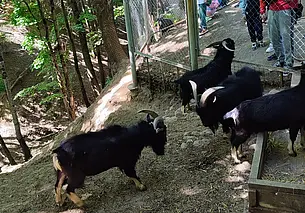 Видели драку муфлонов и умилялись медвежонком. Сходили в могилевский зоосад