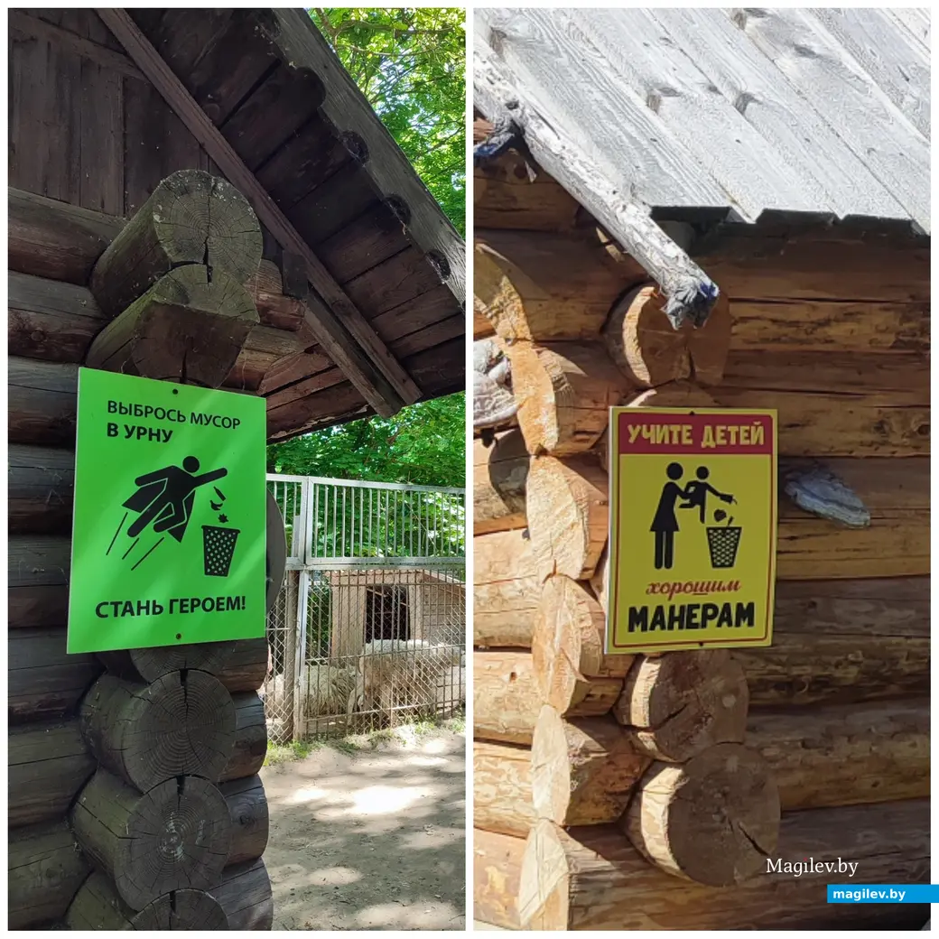 Видели драку муфлонов и умилялись медвежонком. Сходили в могилевский зоосад. Май 2024 года.