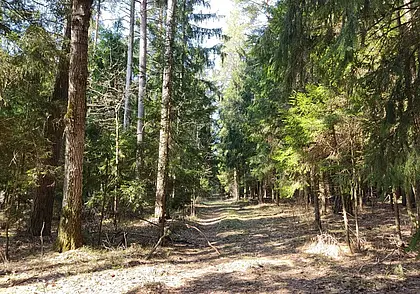 В Могилевском районе продолжает действовать запрет на посещение лесов