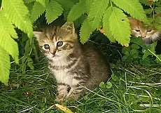 Пес Норд, Собака Диана и котята, найденные в кустах: кто ищет хозяина в Могилеве