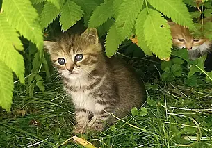 Пес Норд, Собака Диана и котята, найденные в кустах: кто ищет хозяина в Могилеве