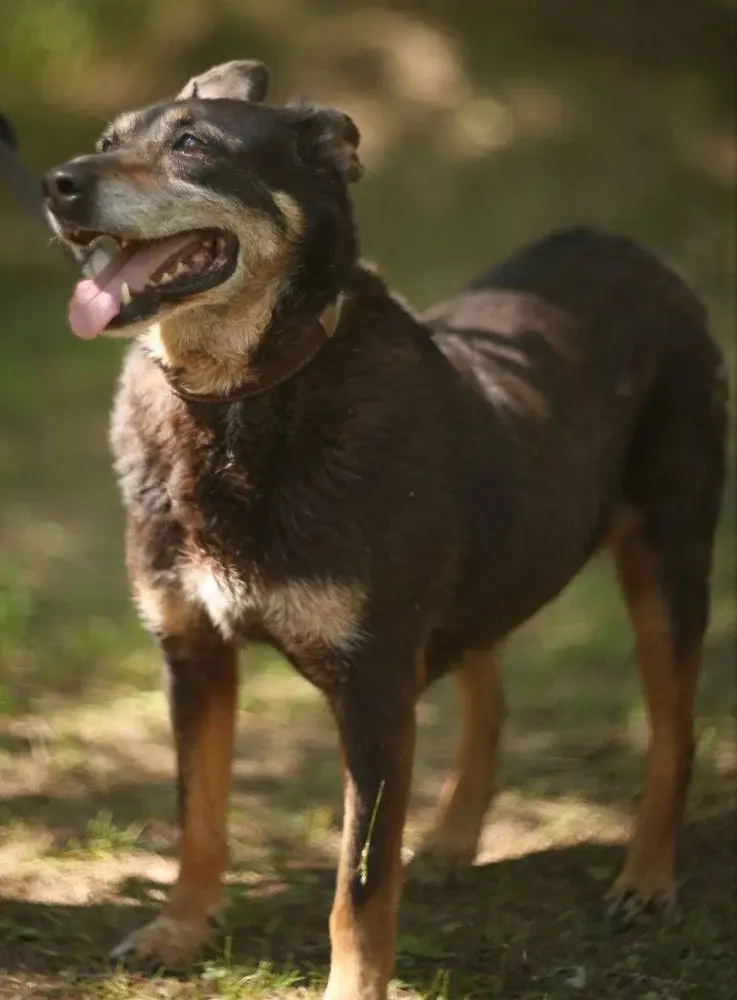 Собака Энджи.