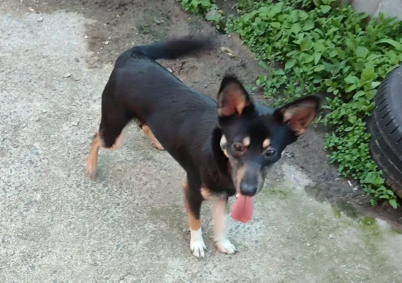 Пес Трофим.