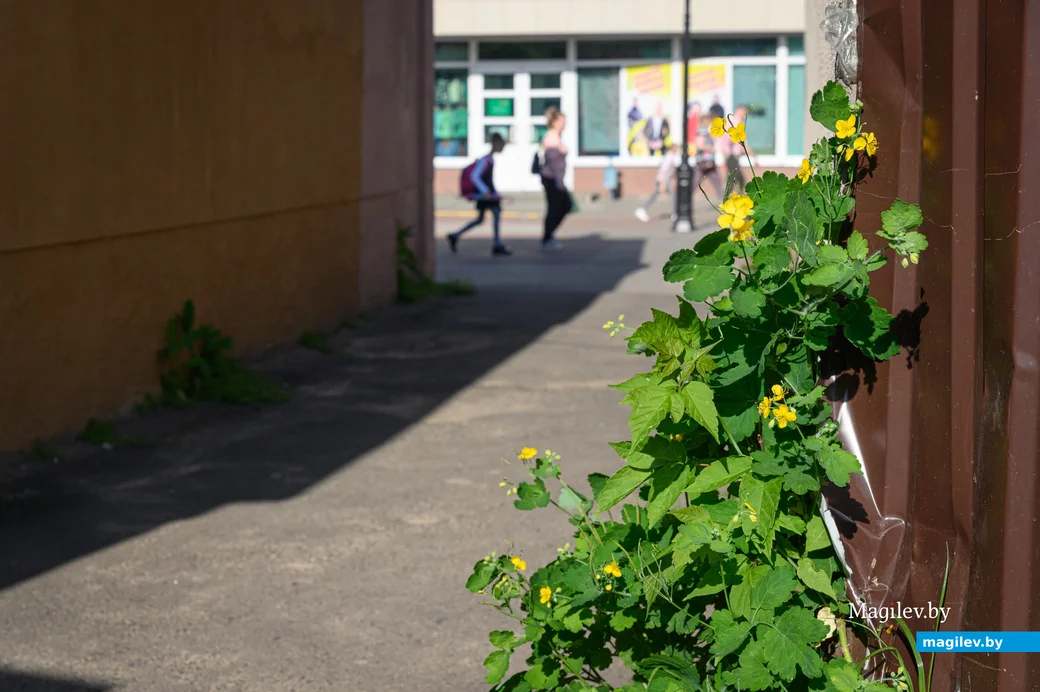 23.05.2024, Бобруйск, Социалистическая, 71. Старый город