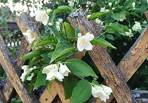 Облачно, в воскресенье – дождь: прогноз погоды в Могилеве на 1-3 июня