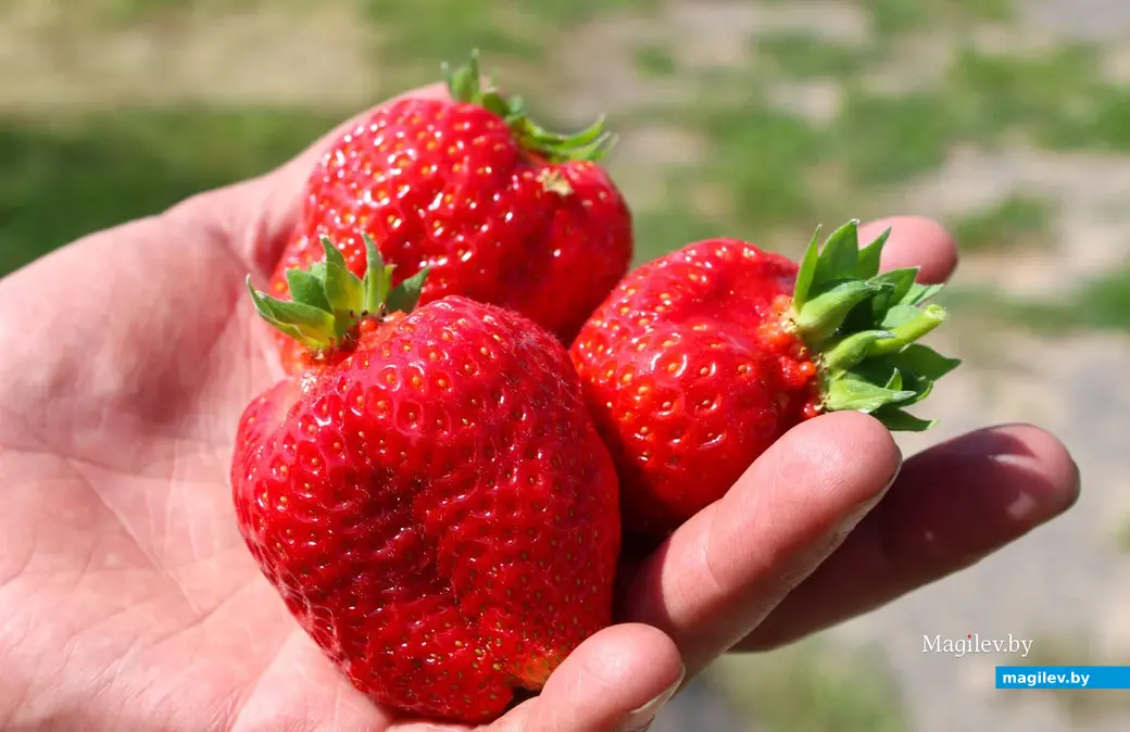 Май 2024 года. Круглянский район Могилевской области. Фермерское хозяйство Сергея Пыжанкова.