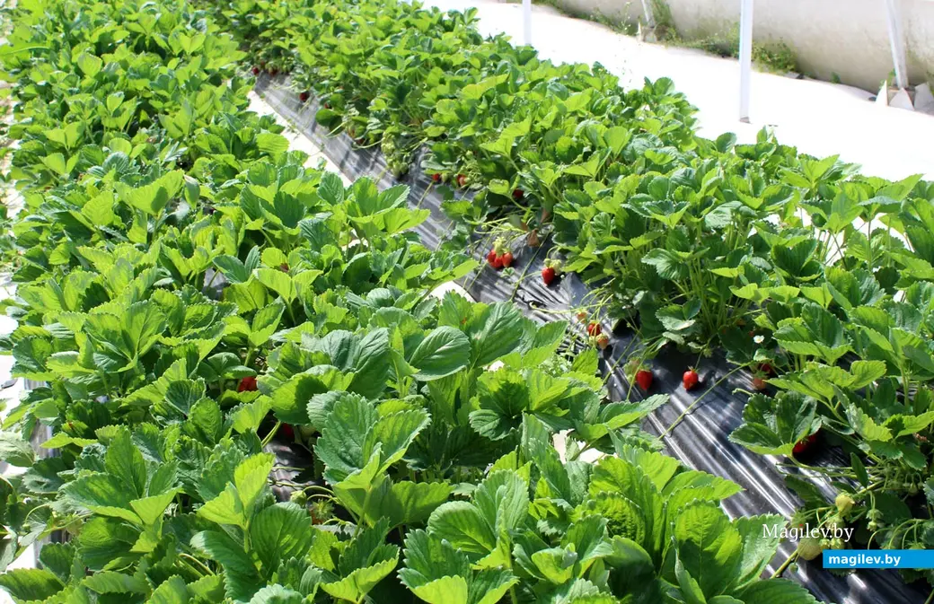 Май 2024 года. Круглянский район Могилевской области. Фермерское хозяйство Сергея Пыжанкова.