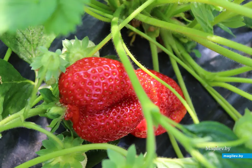 Май 2024 года. Круглянский район Могилевской области. Фермерское хозяйство Сергея Пыжанкова.