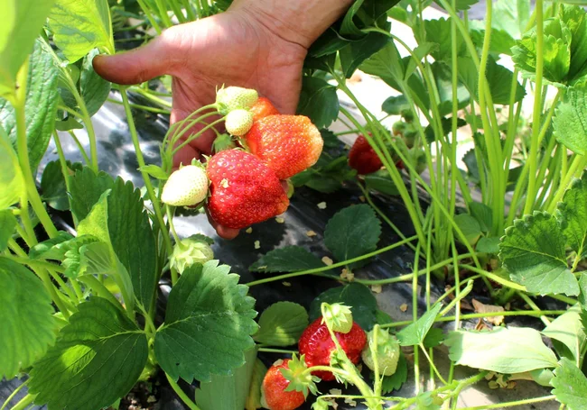 Припудренная клубника осенью даст хороший урожай летом