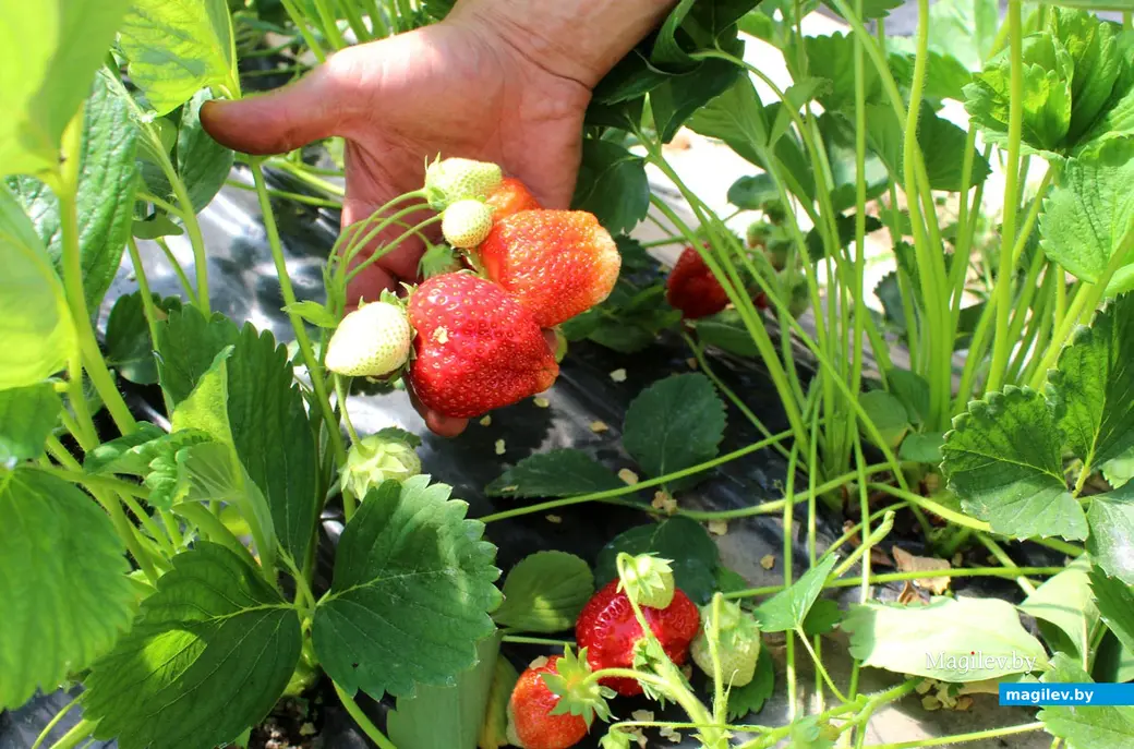 Клубника. Фото Галины Покровской.