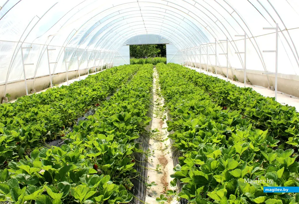 Май 2024 года. Круглянский район Могилевской области. Фермерское хозяйство Сергея Пыжанкова.