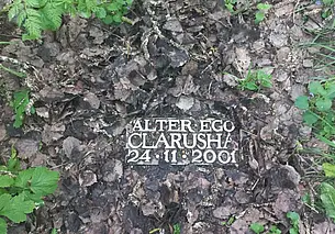 Однажды в Могилеве. Щенки, которые нас выбирают