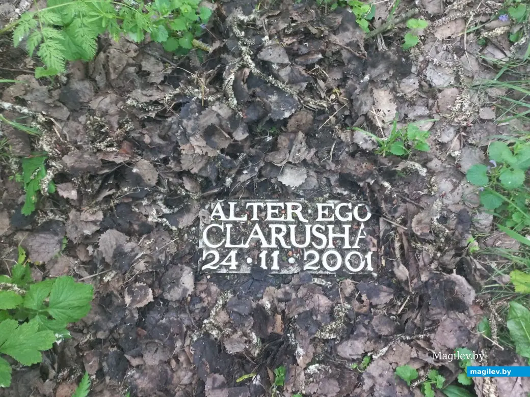 Май 2024 г., Могилев. Захоронение неизвестной собаки (?) на Дубровенке.