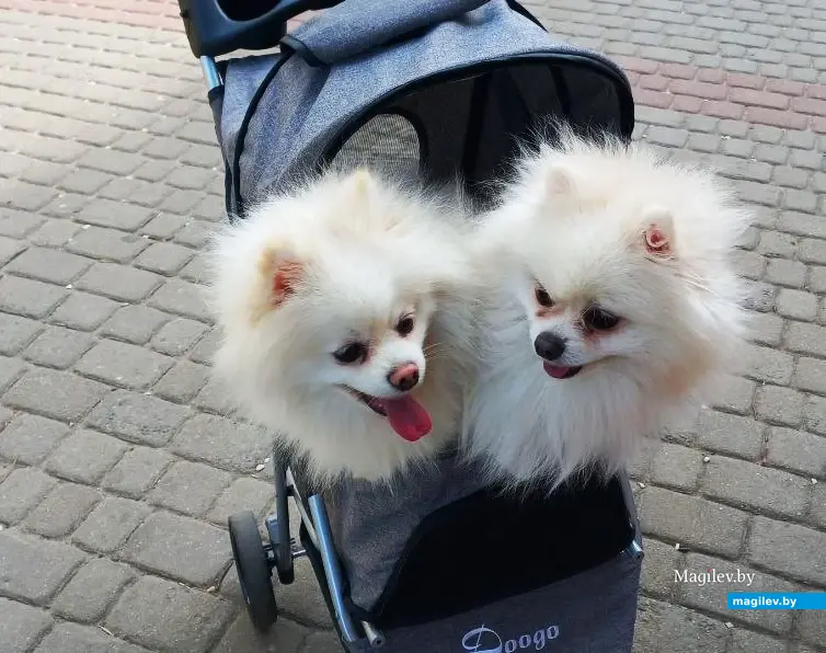 Май 2024 г., Могилев, ул. Ленинская. Ну, как их можно не любить?