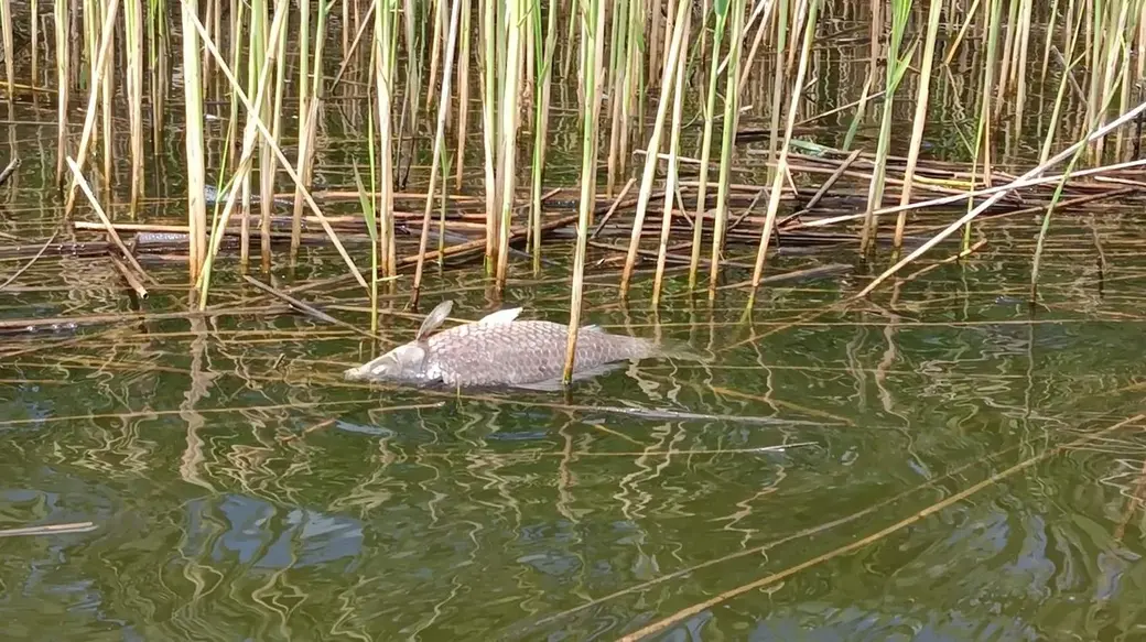 Июнь 2024 г. Могилевская область, озеро Рудея. Здесь массово гибнут крупные караси.
