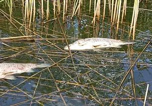Почему караси на Рудее покрываются красными пятнами и гибнут? Узнали у природоохранителей