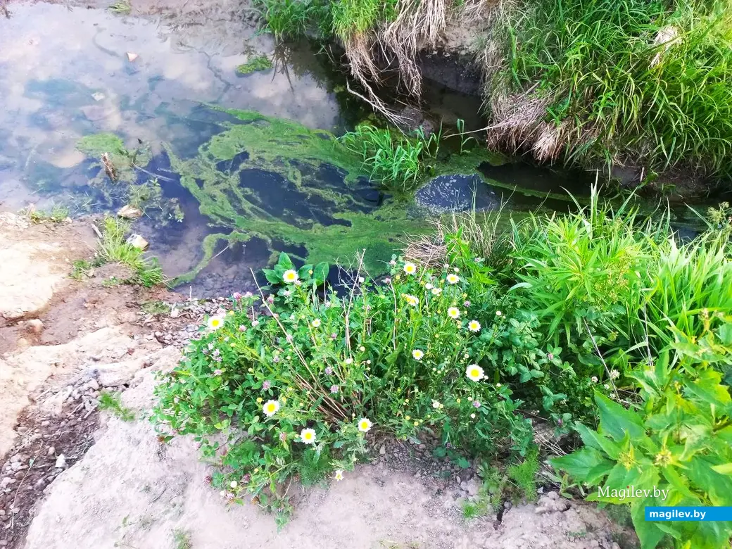Май, 2024 г., Могилев. Речушка Приснянка.