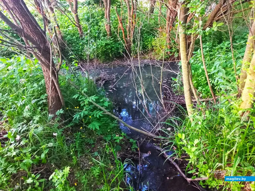 Май, 2024 г., Могилев. Речушка Приснянка.