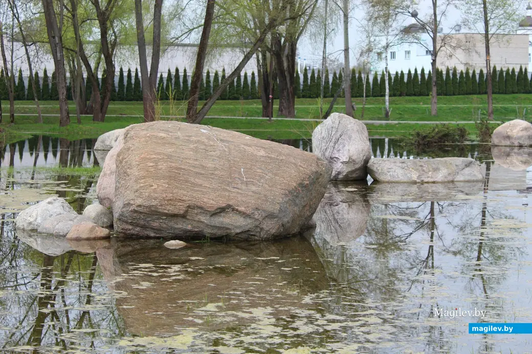 Живая изгородь. Могилев.