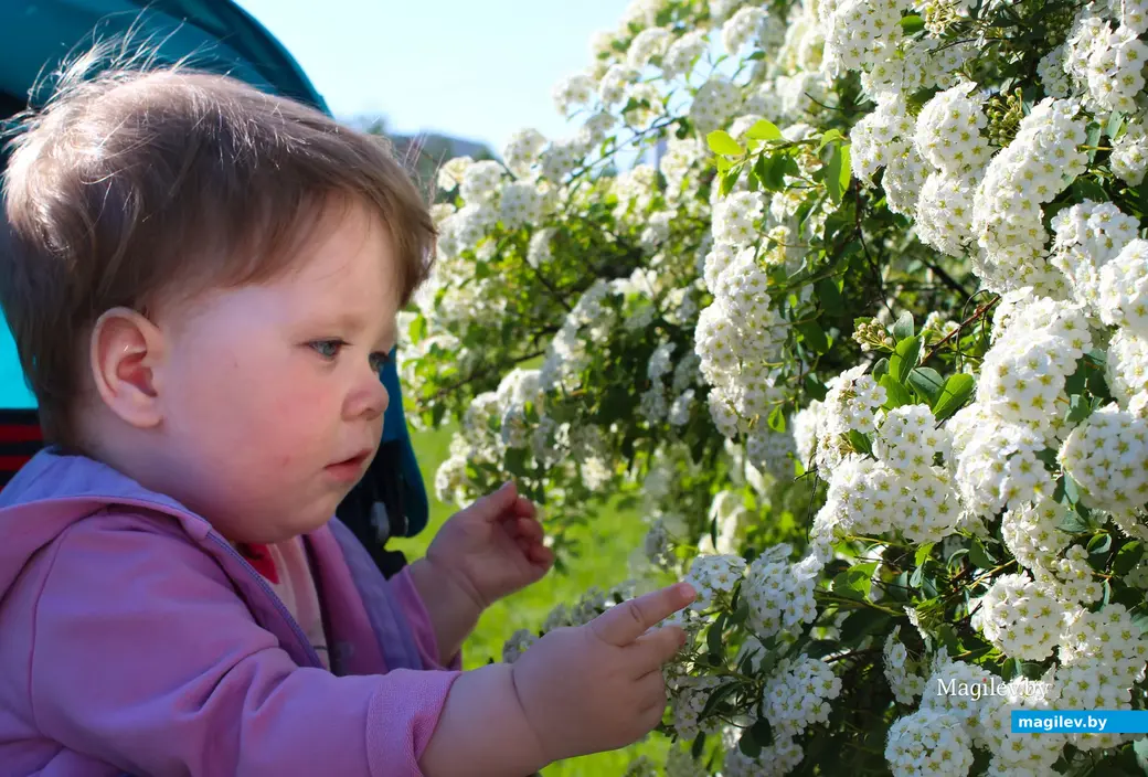 Спирея серая. Могилев.