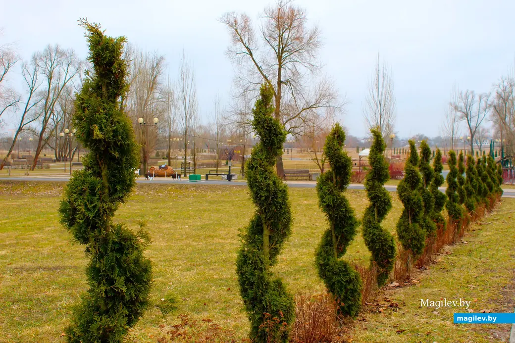 Живая изгородь. Парк Подниколья. Могилев.