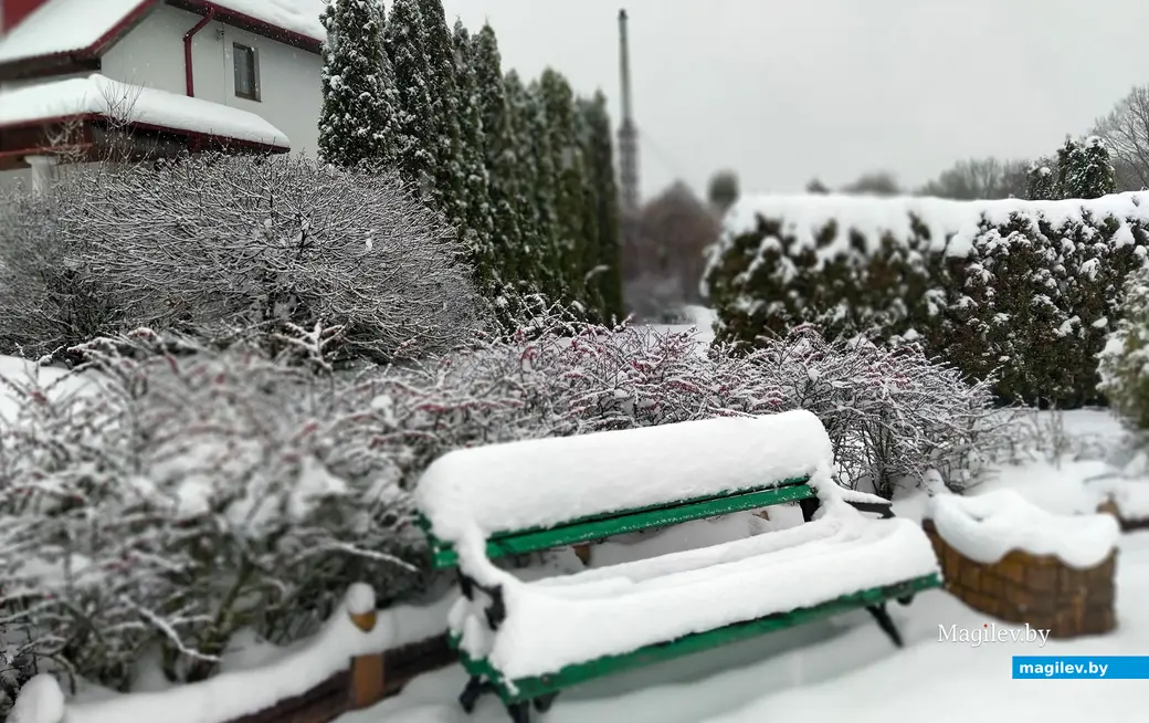 Живая изгородь зимой. Буйничи Могилевского района.