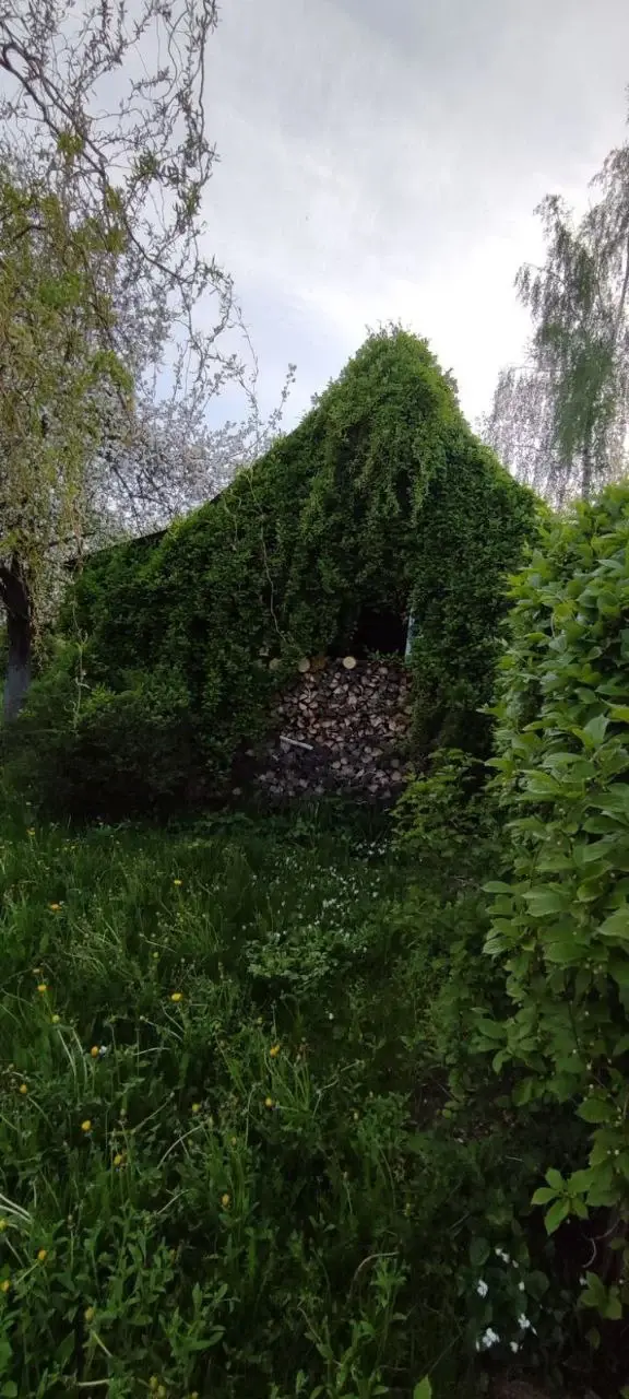 Лианы. Китайский лимонник.