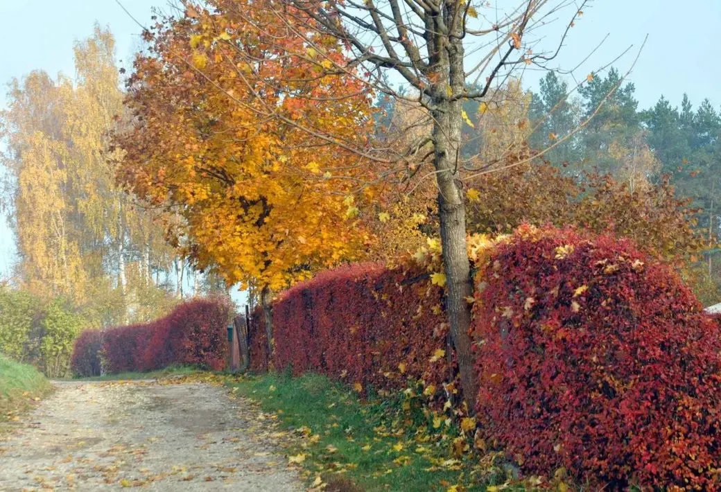 Живая изгородь. Девичий виноград осенью.