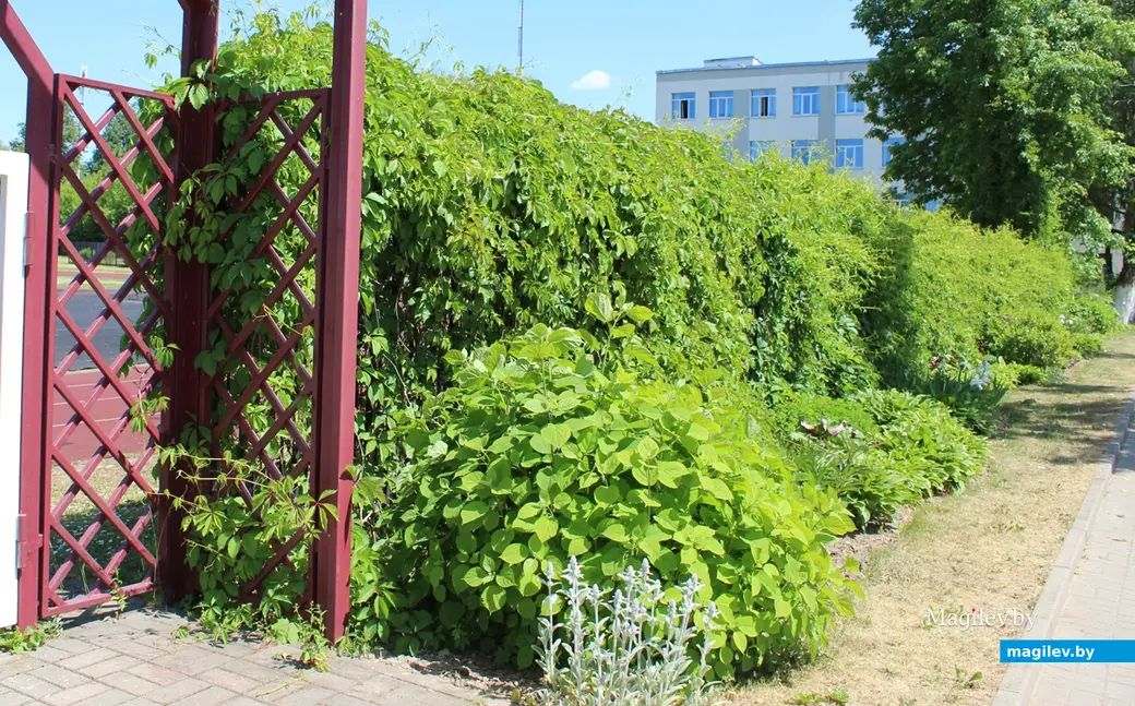 Живая изгородь. Город Горки.